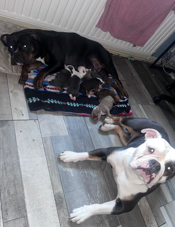 Olde English Bulldogge puppies ready to go  28th June 26
