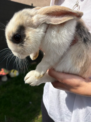 Mini lop male baby&rsquo;s