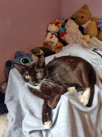 good home needed asap