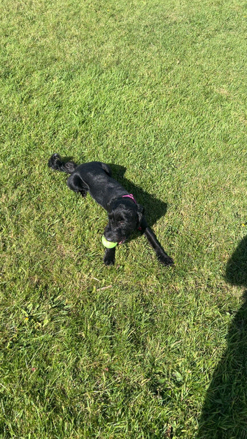 Year old female Cavapoo looking for new home