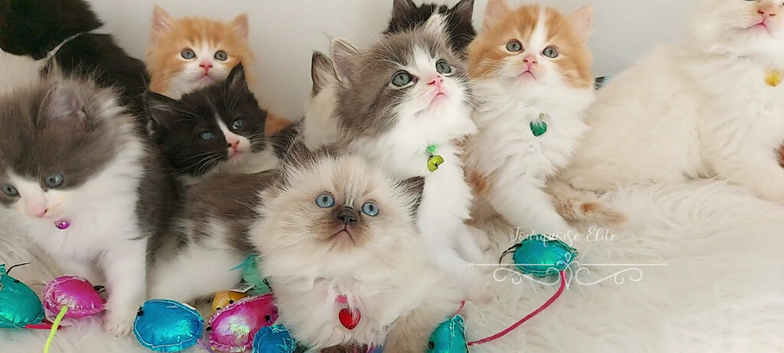 Beautiful cross Ragdoll/Persian kittens