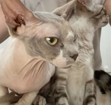 Sphynx female and male bengal