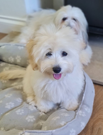Coton de Tulear cross Toy poodle , Cotonpoo/cotonoodle