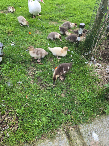 few ducks to go be laying from late December