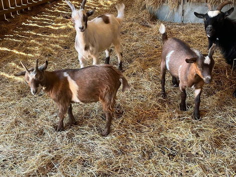 Trio of Pygmy goats