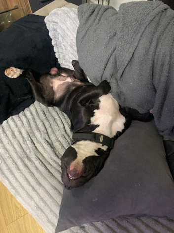 Black with white chest and feet