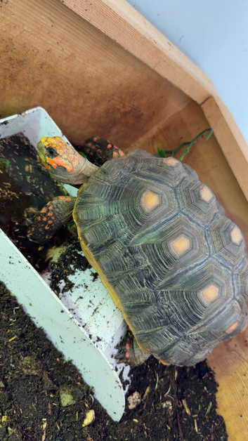 Red foot tortoise.