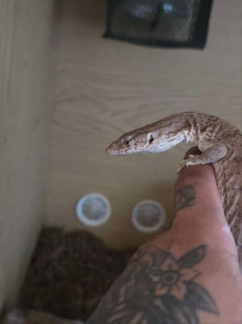 Unrelated Adult Pair Mulga Monitor (with enclosures)