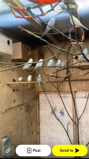 Baby rainbow budgies