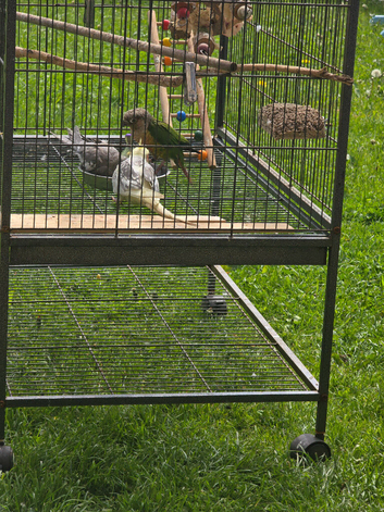 Cockatiel