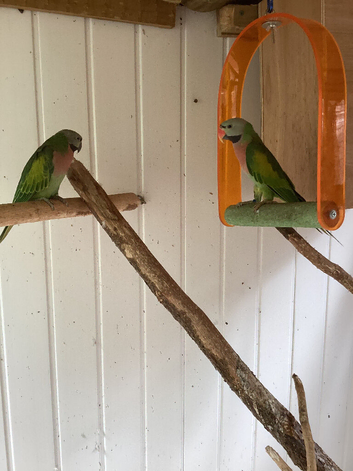 Moustache parrots