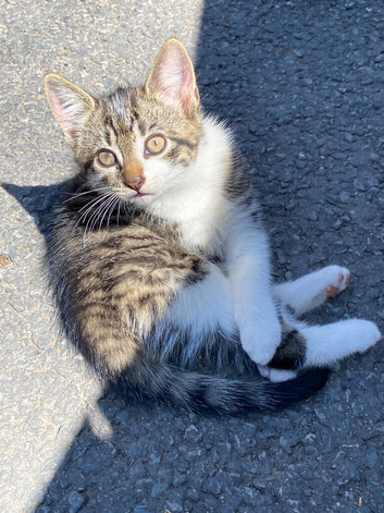 Adorable kittens