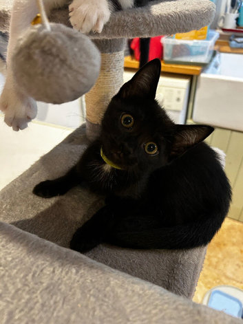 Pretty female kitten