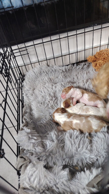 Cavalier king Charles