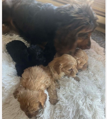 8 Cockapoo Puppies Looking For A Forever Loveing H