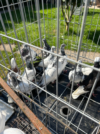 Pigeon Budapest