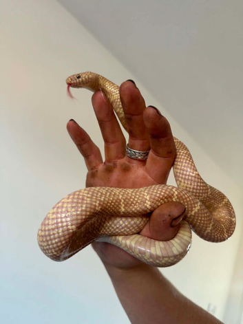 King snake