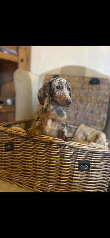 Miniature dachshund