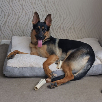 Pretty GSD puppy