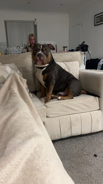 Pocket bully for stud blue tri