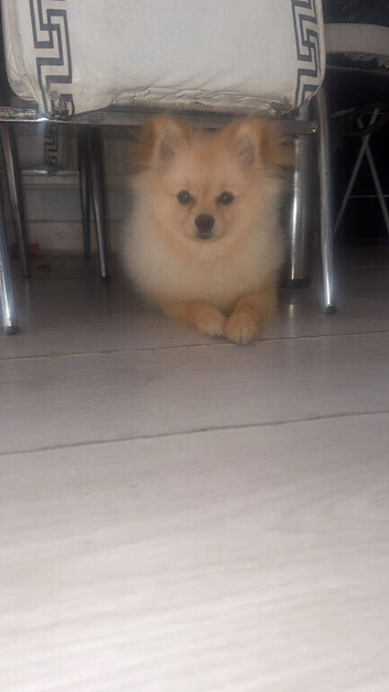 Tea cup Pomeranian dog
