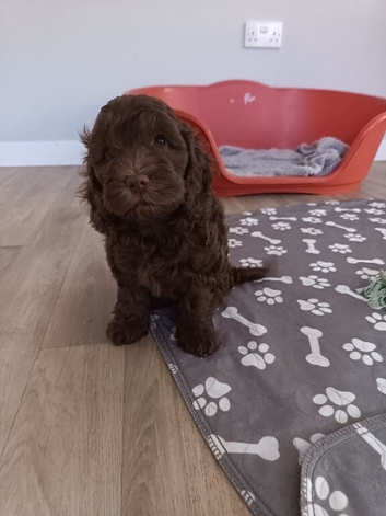 1 gorgeous chocolate cockapoo