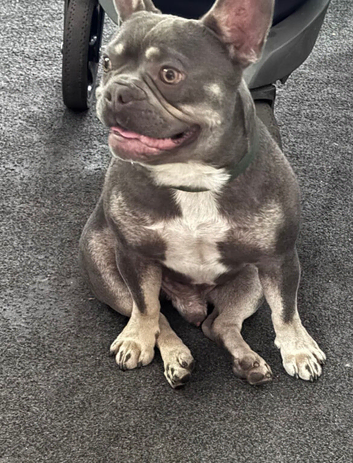 French bulldog