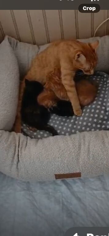 Baby kittens looking for love