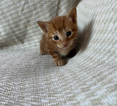 Beautiful Kittens For Sale