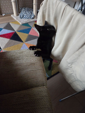 2 kittens 1 black and 1 ginger both male