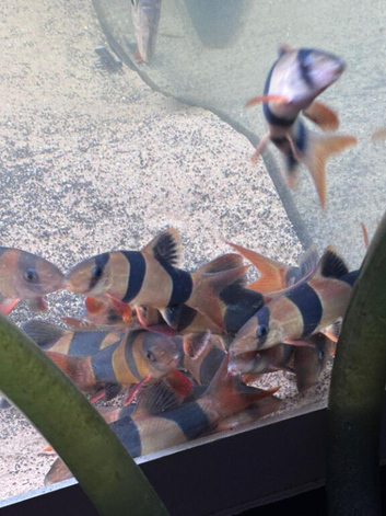 12 Clown Loach around 4in
