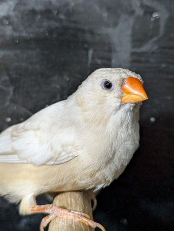 Orange breasted black breasted Isabel hen
