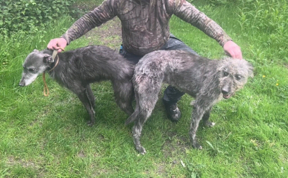 Beddy greyhound pups