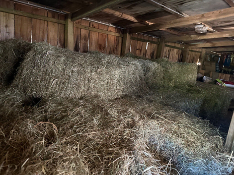 Fresh cut hay