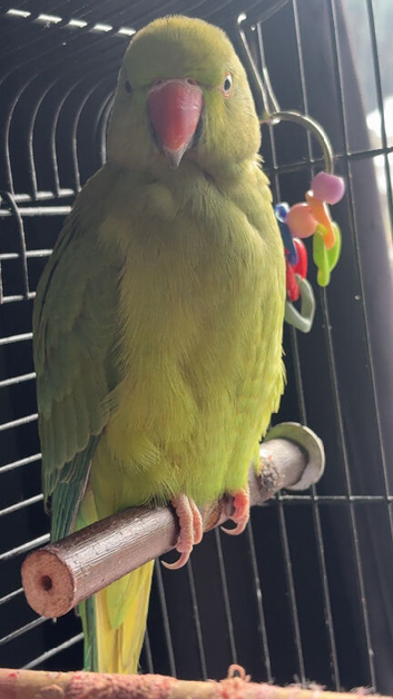 Ringneck parrot