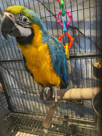 Young HandReared Blue & Gold Macaw Parrot,26