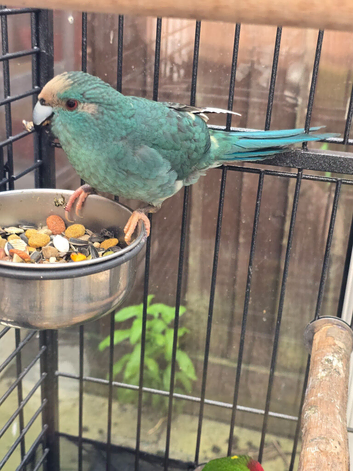 Make kakariki parrots