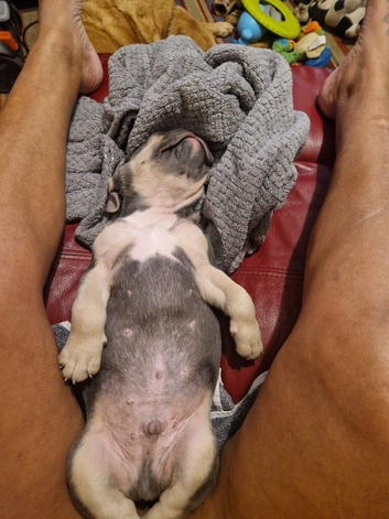 STUNNING FLUFFY FRENCH BULLDOGS!!!