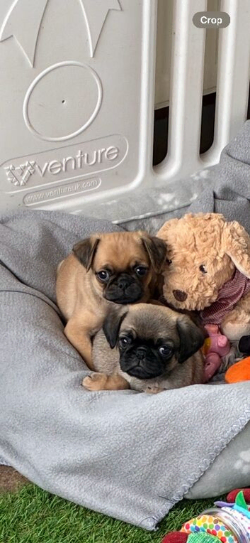 Gorgeous Pug Puppies
