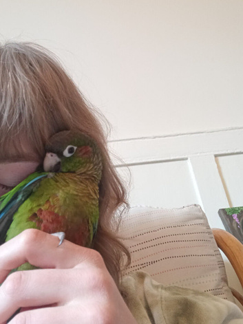 Conure