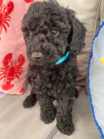 Cockapoo puppy