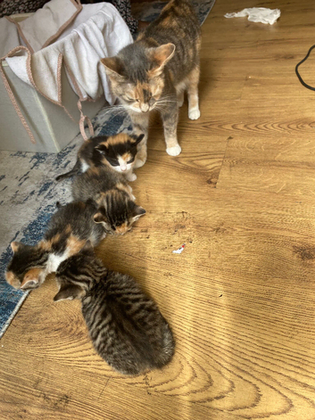 Cat