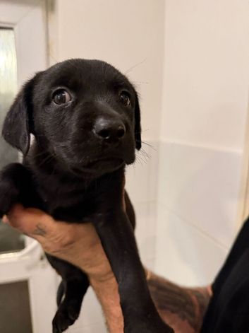 Rotador puppies for sale