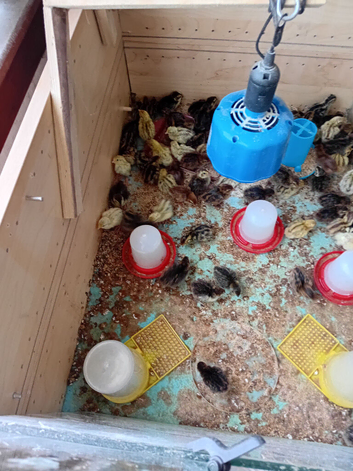 5 day old cortinex quail chicks for sale