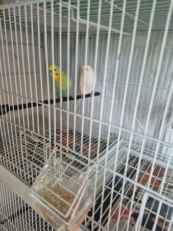 Pair