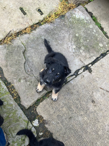 Pedigree German Shepherd puppies