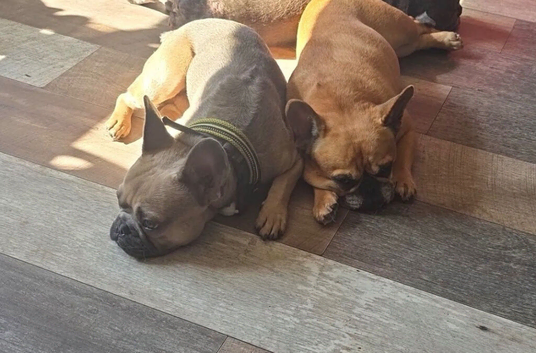 French bulldog male looking for a new home