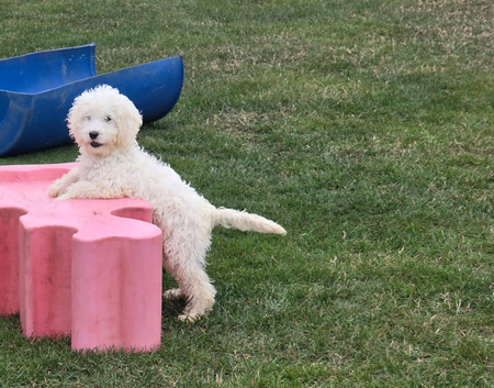 Beautiful Goldendoodle girl