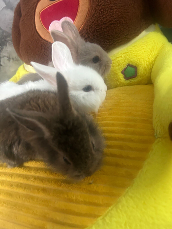 3 beautiful rabbits