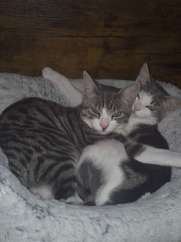 Bonded pair of kittens